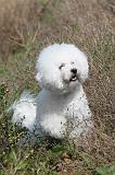 BICHON FRISE 292